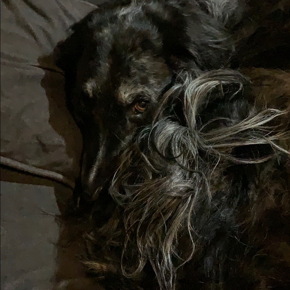 Meet your Posher, Robin - Picture 1 of 1